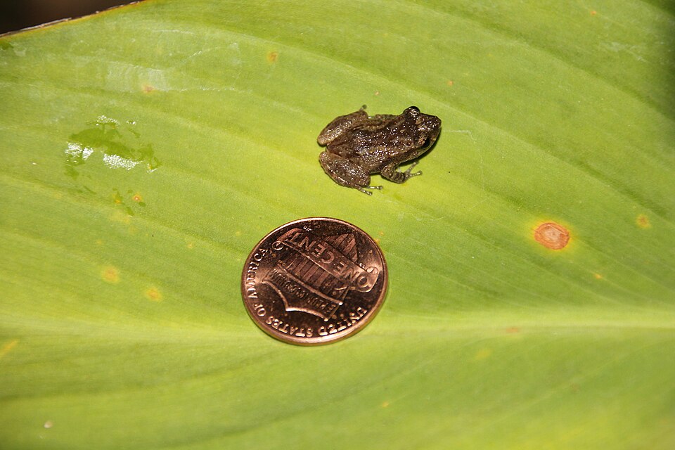 coqui frog next to a US penny on a green leaf, to show that the frog is smaller than the coin - photo by Cathybwl on wikimedia commons