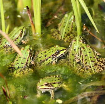 group of green frogs
