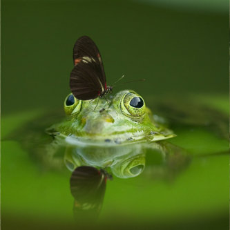 frog peeking up out of the water at a butterfly