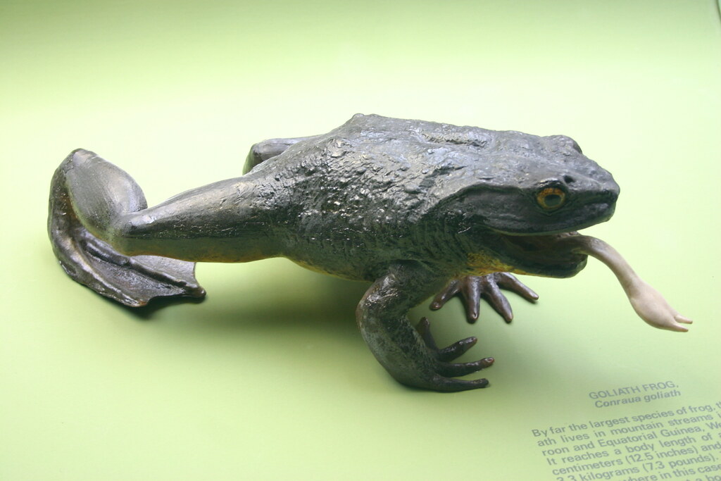 Goliath Frog by Ryan Somma is licensed under CC BY-SA 2.0